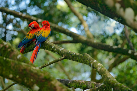 Two beautiful parrot on tree branch in nature habitat. Green habitat. Pair of big parrot Scarlet...