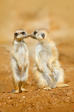 Animal love, kiss in nature. Animal family. Funny image from Africa nature. Cute Meerkat, Suricata suricatta, sitting on the stone. Sand desert with small mammals. Meerkat from Namibia, Africa.の写真素材