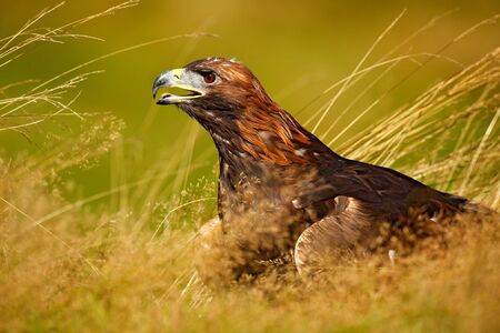Portrait of Golden Eagle, sitting in the brown grass. Wildlife scene from nature. Summer day in the...