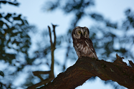 Night owl image. Small bird in the wood. Boreal owl, Aegolius funereus, sitting on the tree branch in green forest background. Owl hidden in green forest vegetation. Bird in nature. Wildlife, Poland. の写真素材