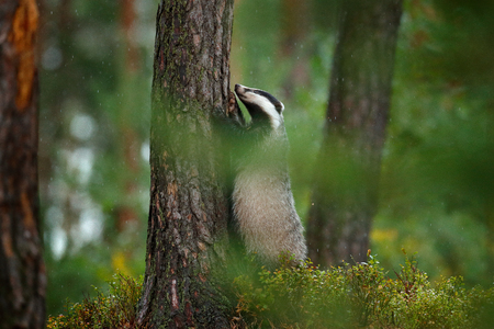 Badger in forest, animal nature habitat, Germany, Europe. Wildlife scene. Wild Badger, Meles meles, animal in wood. European badger, autumn pine green forest. Mammal environment, rainy day.の写真素材