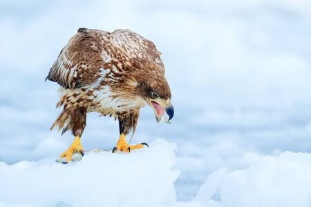 White-tailed eagle, Haliaeetus albicilla, Hokkaido, Japan. Action wildlife scene on ice.  Bird in nature sea habitat, snow with ice. Winter with bird of prey. Wildlife Japan. Eagle with fish in talons.の写真素材