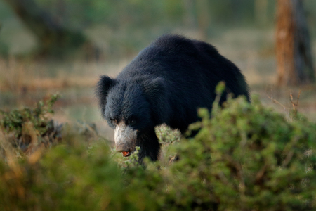 Sloth bear, Melursus ursinus, Ranthambore National Park, India. Wild Sloth bear nature habitat, wildlife photo. Dangerous black animal in India. Wildlife Asia. bute Animal on the road Asia forest.の写真素材