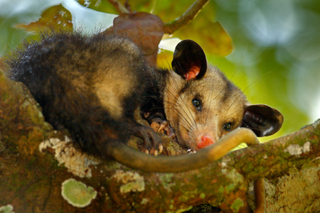 Opossum, Didelphis marsupialis, wild nature, Mexico. Wildlife animal scene from nature. Rare animal on the tree. Common Opossum, green vegetation, animal in the habitat. Tropic junge, Central America.の写真素材