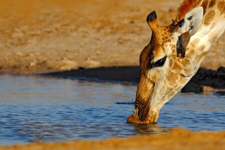 Detail portrait od giraffe. Giraffe drinking water from the lake, evening orange sunset, big animal in the nature habitat, Botswana, Africa.の写真素材