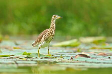 Art view of nature. Heron from march. Heron from Asia. Indian Pond Heron, Ardeola grayii grayii, in...