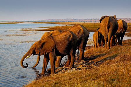 Elephants drinking water. African elephants drinking at a waterhole lifting their trunks, Chobe...