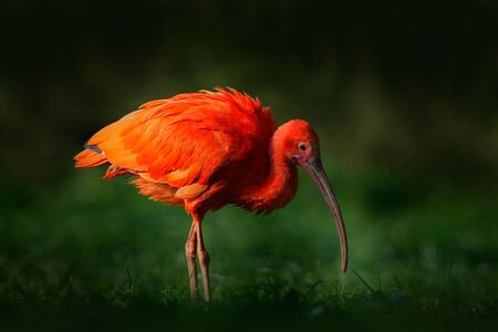 Scarlet Ibis, Eudocimus ruber, exotic bird in the nature habitat, bird sitting in grass with...