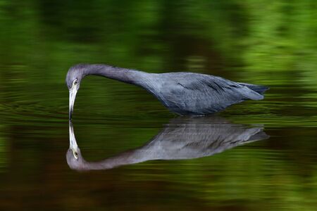Bird mirror reflection in the beautiful green river water.の写真素材