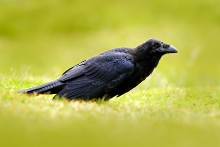 Black bird raven in the green grass.の写真素材