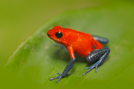 Red Strawberry poison dart frog, Dendrobates pumilio, in the nature habitatの写真素材