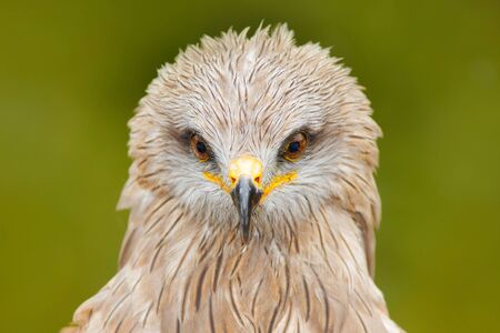Detail close-up portrait of bird of prey with green background. Black Kite, Milvus migrans, brown bird of prey sitting larch tree branch. animal in the nature habitat. Black Kite in the forest.の写真素材