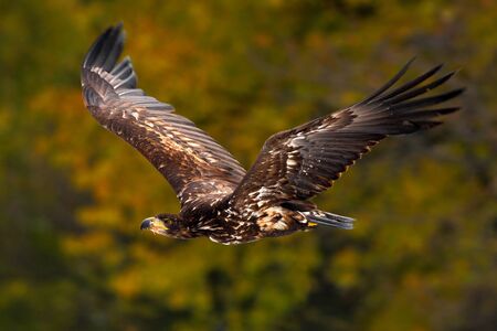 Eagle in fly. White-tailed Eagle, Haliaeetus albicilla, flight above the water river, bird of prey with forest in background, animal in the nature habitat, wildlife, Poland.の写真素材