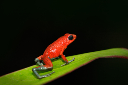 Red Poisson frog Granular poison arrow frog, Dendrobates granuliferus, in the nature habitat, Costa Rica.の写真素材