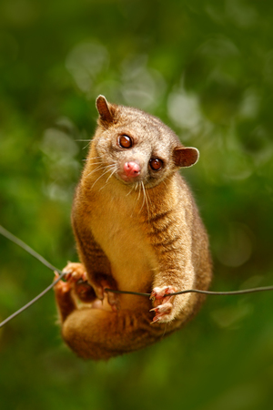 Kinkajou, Potos flavus, tropical animal in the nature forest habitat. Mammal in Costa Rica. Wildlife scene from nature. Wild Kinkajou on the tree.の写真素材