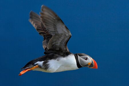 Flying puffin. Atlantic Puffin, Fratercula artica, artic black and white cute bird with red bill sitting on the rock, nature habitat, Iceland.の写真素材