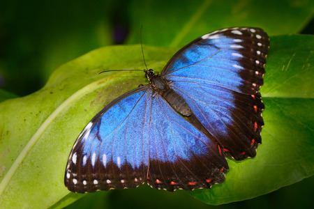 Beautiful insect in nature habitat, wildlife scene. Butterfly in the green forest in Honduras,...