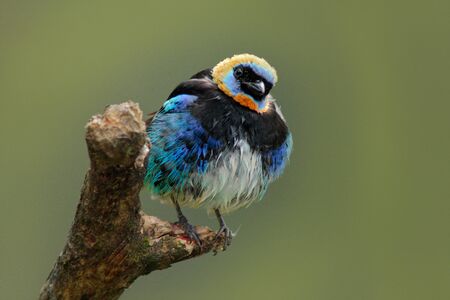 Golden-hooded Tanager, Tangara larvae, exotic tropic blue bird with gold head from Costa Rica. Green moss stick in the forest with bird.の写真素材