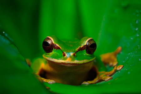 Beautiful animal in tropical forest. Masked Smilisca, Smilisca phaeota, exotic tropic green frog...