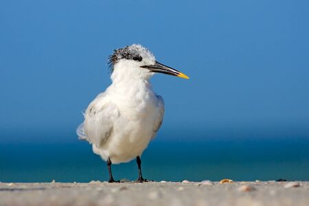 Royal Tern, Sterna maxima or Thalasseus maximus, seabird on the beach.の写真素材