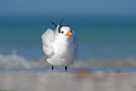 Royal Tern, Sterna maxima or Thalasseus maximus, seabird on the beach.の写真素材
