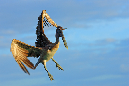 Pelican flying on your evening blue sky. Brown Pelican splashing in water, bird in nature habitat, Florida, USA.の写真素材