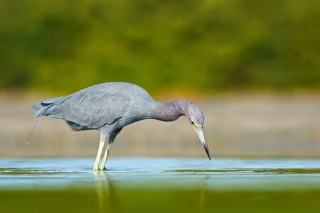Bird hunting in the water. Little Blue Heron, Egretta caerulea, in the water, Mexico. Bird in the beautiful green water.の写真素材