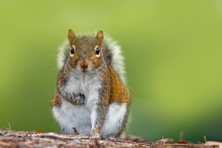 Funny image from wild nature. Gray Squirrel, Sciurus carolinensis, cute animal in the forest ground, Florida, USA.の写真素材