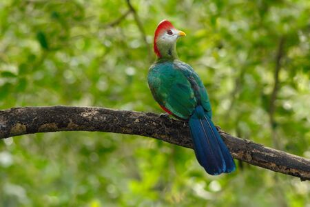 Red-Crested Turaco, Tauraco erythrolophus, rare colored bird with red head, in nature habitat.