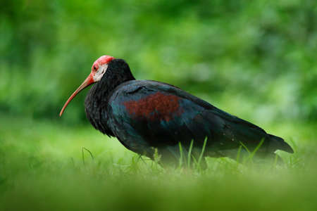 Southern bald ibis, Geronticus calvus, exotic bird in the nature habitat, bird in the green grass, during sunset, Marocco. Rare bird in the dark grass in Africa. Black ibis in vegetation, Uganda.の写真素材
