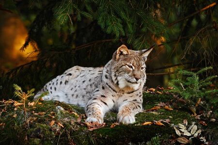Wild cat in the forest. Lynx in the nature forest habitat.  Eurasian Lynx in the forest, birch and pine forest. Lynx lying on the green moss stone. Cute lynx, wildlife scene from nature. Slovakia.の写真素材