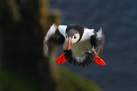 Flying puffin. Cute bird on the rock cliff. Atlantic Puffin, Fratercula artica, artic black and white cute bird with red bill sitting on the rock, nature habitat.の写真素材