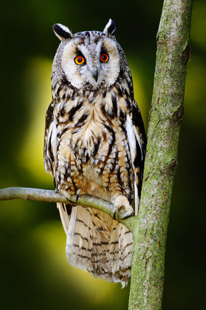 Long-eared Owl sitting on the branch in the spruce larch forest during autumn.の写真素材