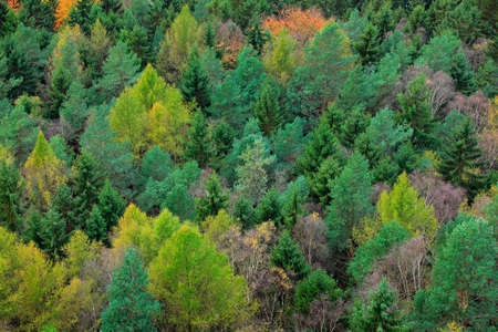 Wood with colors tree. Rainy day in forest with fog. Yellow trees. Autumn forest, many trees in...
