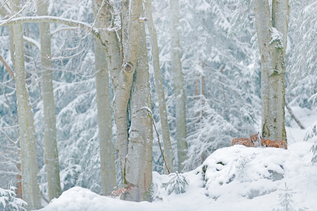 Lynx in snow forest. Eurasian Lynx in winter. Wildlife scene from Czech nature. Snowy cat in nature habitat. Mother with young, wild cat family. Lynx in nature wildlife habitat. Two cat, trees snow.の写真素材
