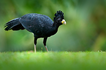 Bare-faced Curassow, Crax fasciolata, big black bird with yellow bill in the nature habitat, Costa Rica. Wildlife scene from tropic forest. Black bird in green grass, tropic nature. Jungle bird.の写真素材