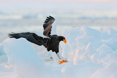 Eagle landing ice. Winter Japan with snow.  Wildlife action behaviour scene from nature. Wildlife Japan. Steller's sea eagle, bird with catch fish, with white snow, Hokkaido, Japan. Morning sun.の写真素材