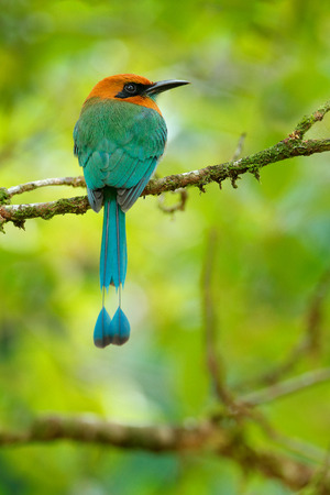 Broad-billed Motmot, Electron platyrhynchum, portrait of nice big bird wild nature, beautiful coloured forest background, art view, Costa Rica. Nice big bird, wild nature, tropic. Green vegetation.の写真素材