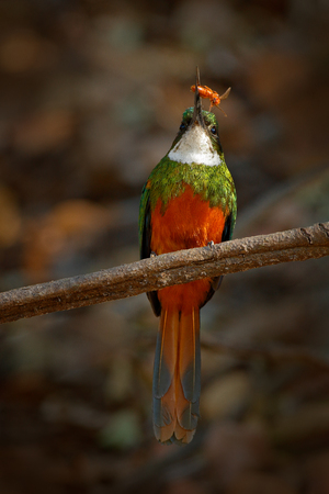 Rufous-tailed Jacamar, Galbula ruficauda, green and orange bird with long bill sitting on the tree branch, bird in the nature habitat, Baranco Alto, Pantanal, Brazil. Wildlife, catch insect in river.の写真素材