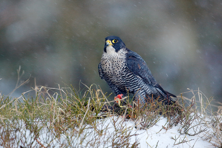 Falcon witch catch dove. Wildlife scene from snowy nature. Cold winter with bird. Falcon eating bird with plumage. Peregrine Falcon, bird of prey sitting in grass during winter with snow, Germany.の写真素材