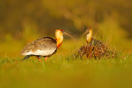 Buff-necked Ibis, Theristicus caudatus, exotic bird in the nature habitat, bird sitting in grass with beautiful evening sun light, during sunset, Barranco Alto, Pantanal, Brazil . Two birds in grass.の写真素材