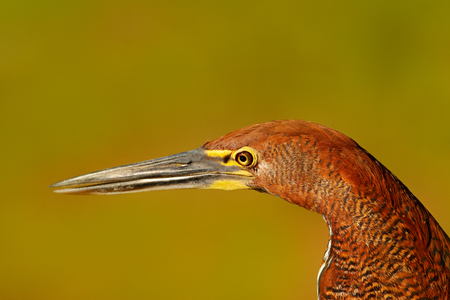 Detail portrait of tiger heron. Evening sun, Rufescent Tiger-Heron, Tigrisoma lineatum, motteled bird with evening back light, in the nature habitat, Pantanal, Brazil. Head with beak.の写真素材