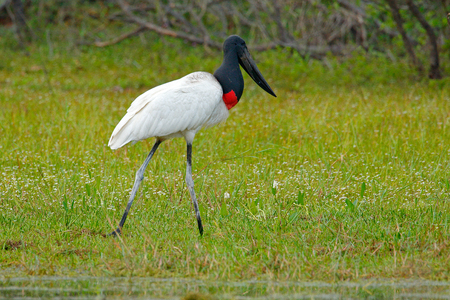 Jabiru, Jabiru mycteria, black and white in the green water with flowers, Pantanal, Brazil, Wildlife scene from South America. Beautiful bird in marsh. Jabiru in the water with flowers.の写真素材