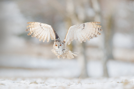 Fly Eastern Siberian Eagle Owl, Bubo bubo sibiricus, sitting on hillock with snow in the forest. Birch tree with beautiful animal. Bird from Russia winter. Snow covered bird. Winter scene with owl.の写真素材