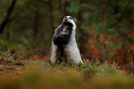 Badger in forest, animal nature habitat, Germany, Europe. Wildlife scene. Wild Badger, tongue, animal in wood. European badger, autumn pine green forest. Mammal environment, rainy day.の写真素材
