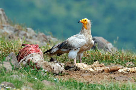 Vulture with carcass.Egyptian vulture, Neophron percnopterus, big bird of prey sitting on stone, rock mountain, nature habitat, Madzarovo, Bulgaria, Eastern Rhodopes. Wildlife scene from hide.の写真素材