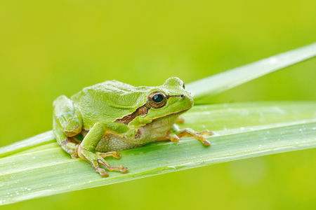 European tree frog, Hyla arborea, sitting on grass straw with clear green background. Nice green amphibian in nature habitat. Wild frog on meadow near the river, habitat.の写真素材