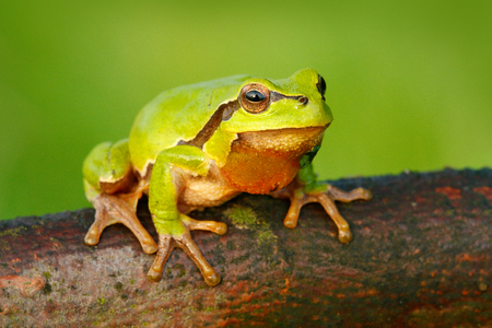 European tree frog, Hyla arborea, sitting on grass straw with clear green background. Nice green amphibian in nature habitat. Wild frog on meadow near the river, habitat.の写真素材