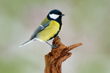 Great Tit, Parus major, black and yellow songbird sitting on the nice lichen tree branch, Czech. Bird in nature. Spring tit with beautiful morning light. Garden songbird in the nature habitat.の写真素材