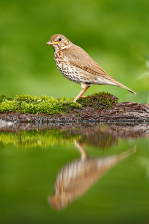 Grey brown song thrush Turdus philomelos, sitting in the water, nice lichen tree branch, bird in the nature habitat, spring - nesting time, Germany. Mirror reflection. Bird water mirror reflection.の写真素材